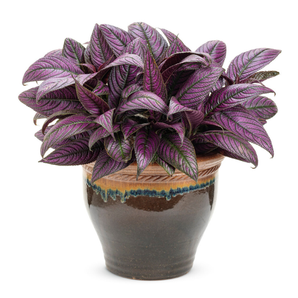 Strobilanthes dyerianus 'Persian Shield'