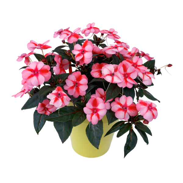SunPatiens hybrida 'Vigorous Peach Candy'
