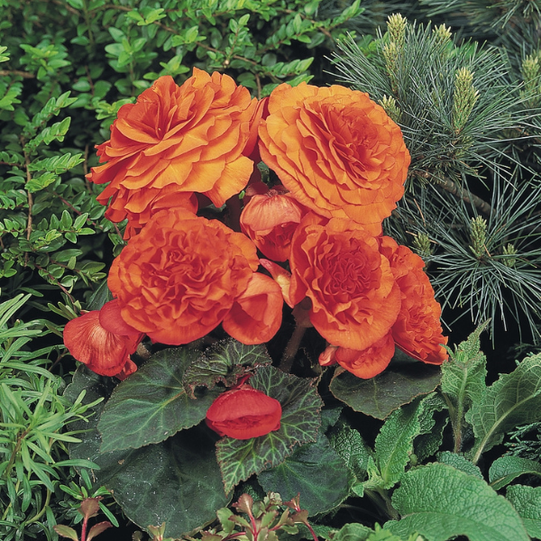 Begonia Tuberous tuberhybrida 'Nonstop Orange'