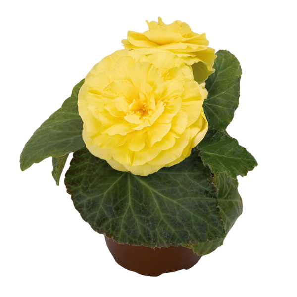 Begonia Tuberous tuberhybrida 'Nonstop Yellow'
