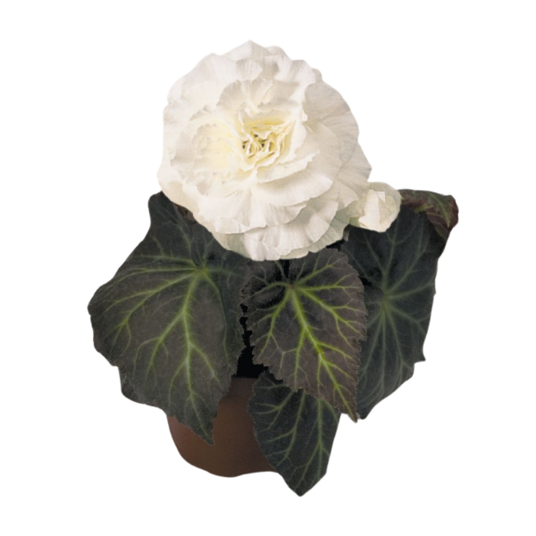 Begonia Tuberous tuberhybrida 'Nonstop Mocca White'