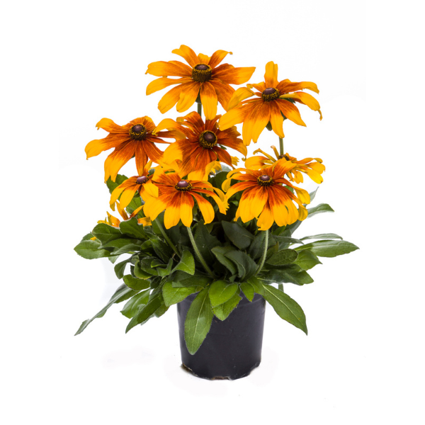 Rudbeckia hirta 'Rising Sun Chestnut Gold'