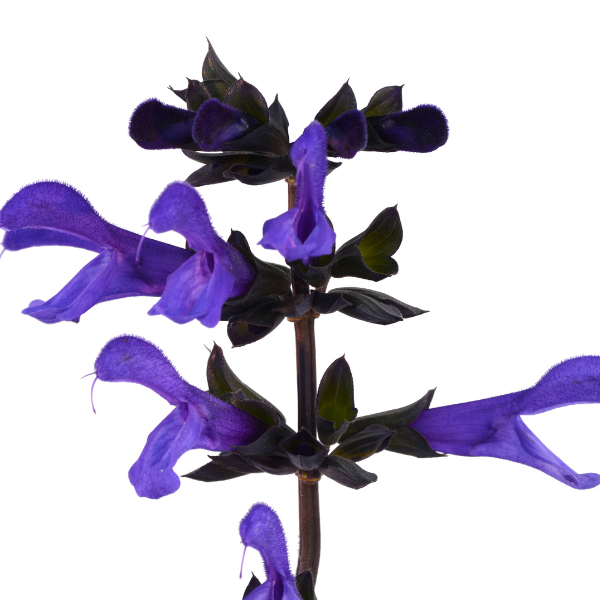 Salvia guaranitica 'Bodacious Rhythm & Blues'