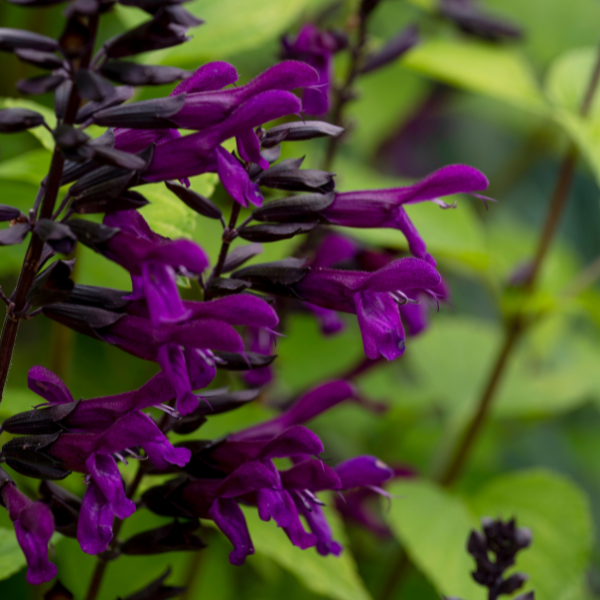 Salvia guaranitica 'Bodacious Smokey Jazz'