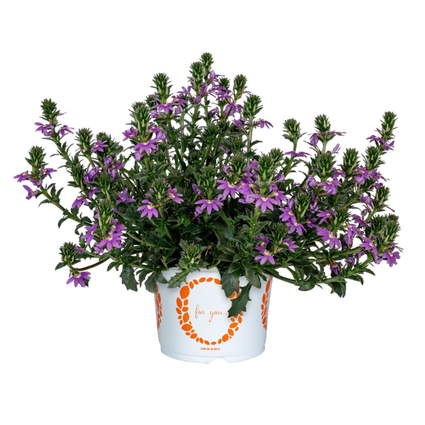 Scaevola aemula 'Scala Cappello Blue'