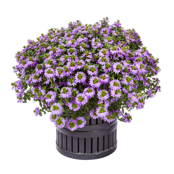 Scaevola aemula 'Scampi Blue'