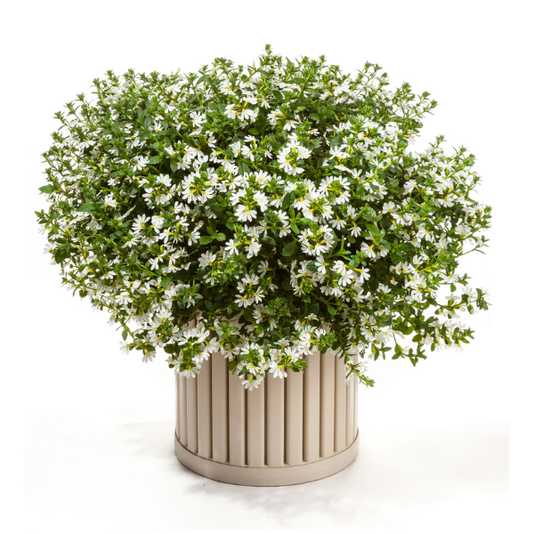 Scaevola aemula 'Scampi White'