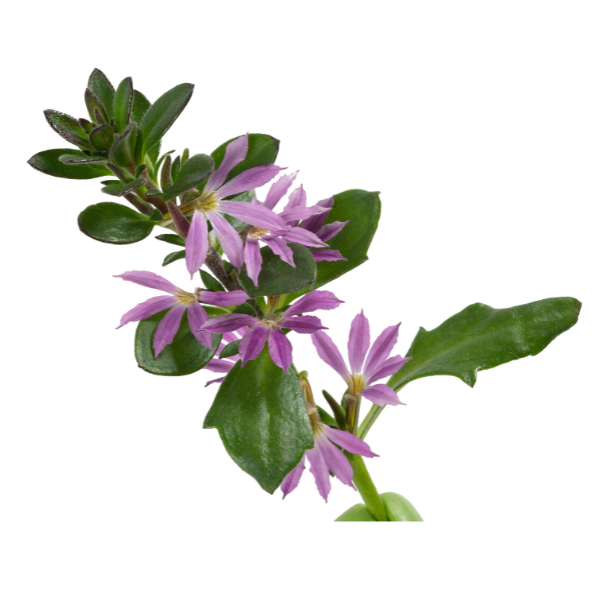 Scaevola aemula 'Surdiva Lilac Mist'