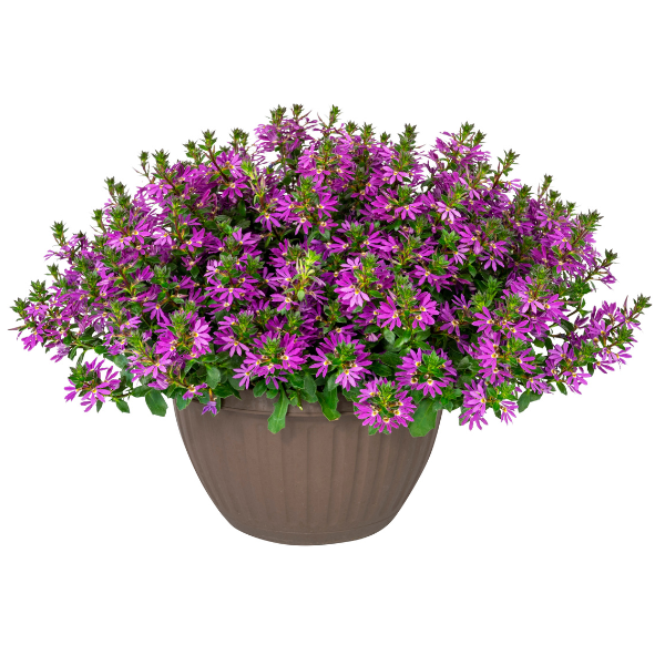 Scaevola aemula 'Surdiva Purple'