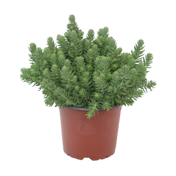 Sedum sediforme 'Blue Surge'