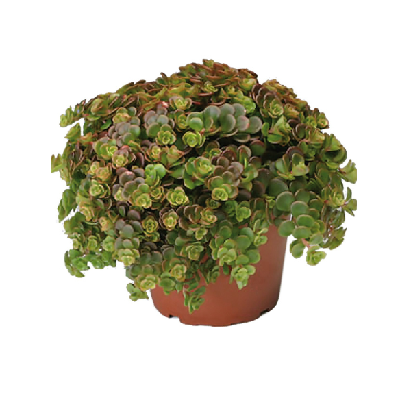 Sedum tetractinum 'Coral Reef'