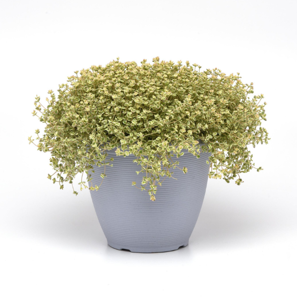 Sedum cultivars 'Little Shimmer'