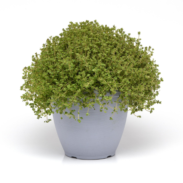 Sedum cultivars 'Little Shine'