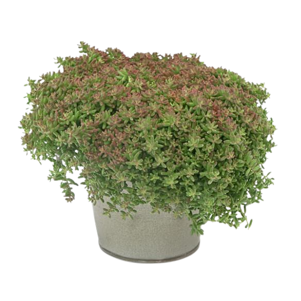 Sedum album 'Ocean Reef'