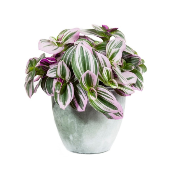 Tradescantia albiflora 'Nanouk'