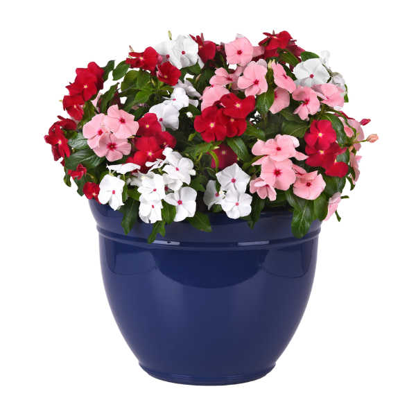 Vinca catharanthus roseus 'Titan-ium Mix'