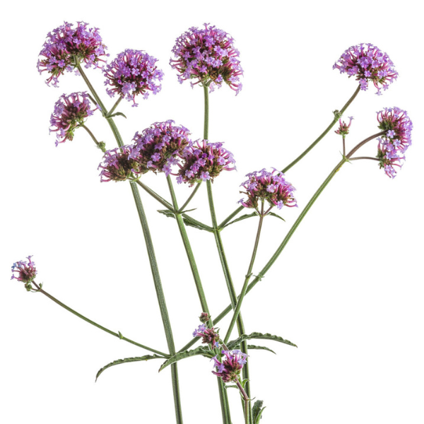 Verbena bonariensis 'Meteor Shower'