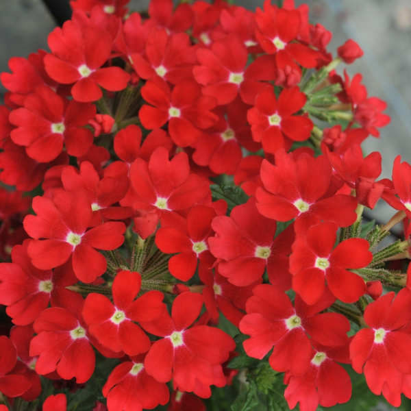 Verbena hybrida 'Empress Flair Dark Red Charme'