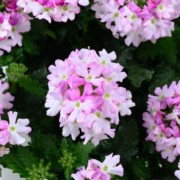 Verbena hortensis 'Vanessa Bicolor Light Pink'