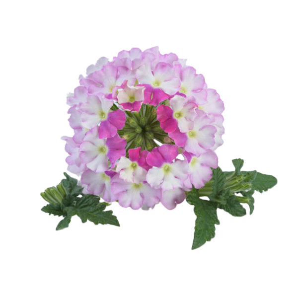 Verbena hortensis 'Vanessa Bicolor Pink'