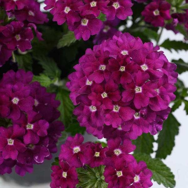 Verbena hortensis 'Vanessa Magenta'