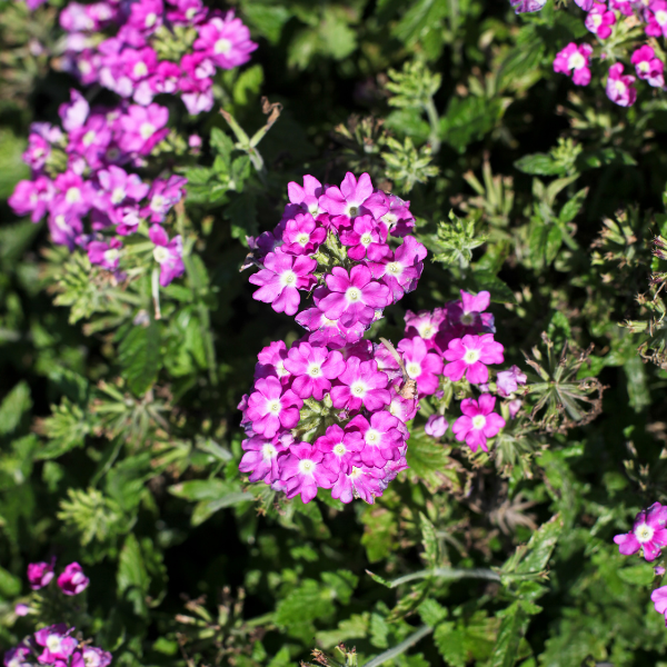Verbena hortensis 'Vanessa Optik Grape'