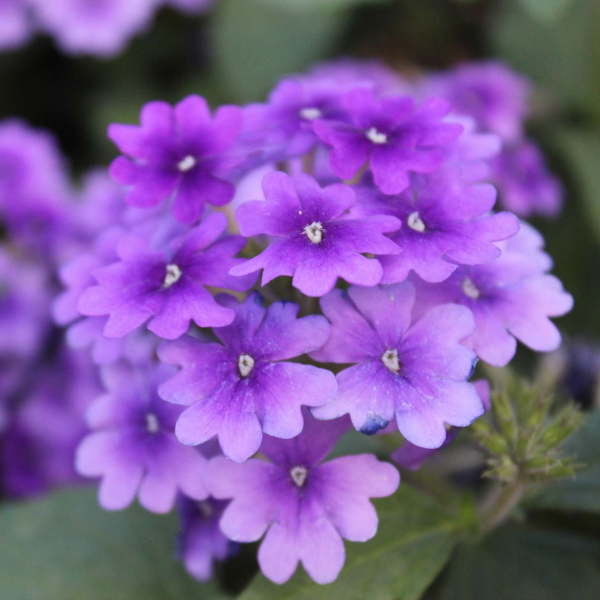 Verbena hortensis 'Vanessa Purple'