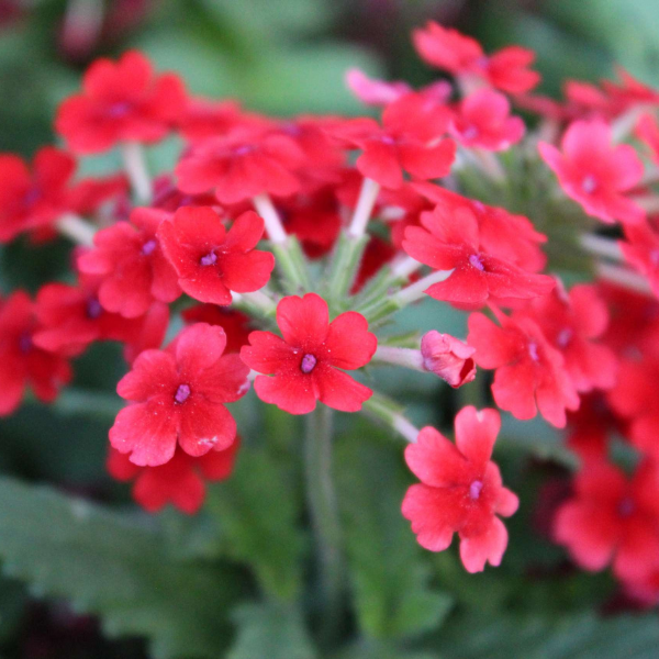 Verbena hortensis 'Vanessa Red'
