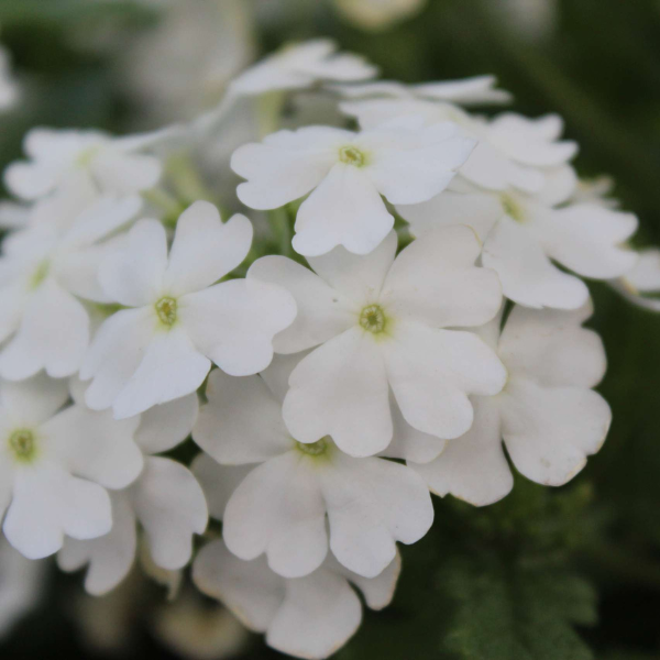 Verbena hortensis 'Vanessa White'