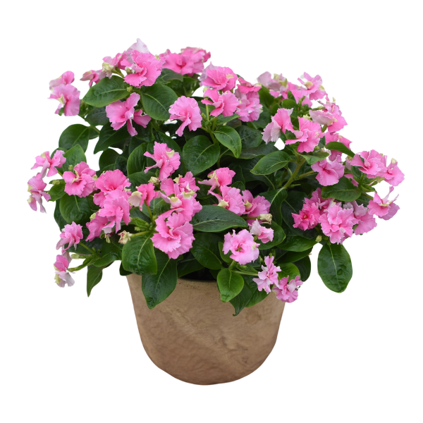 Vinca catharanthus hybrid 'Soiree Flamenco Pink Twist'