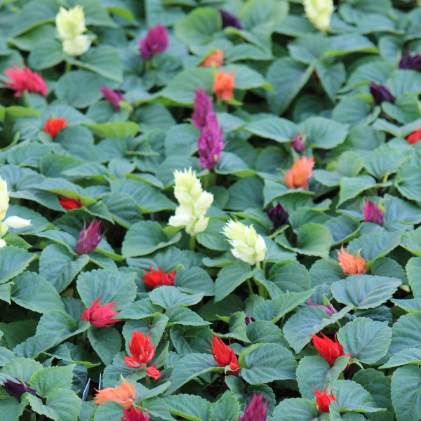 Salvia splendens 'Vista Mix'