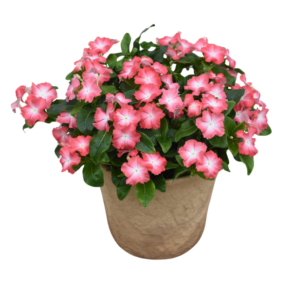 Vinca catharanthus hybrid 'Soiree Flamenco Salmon Glow'