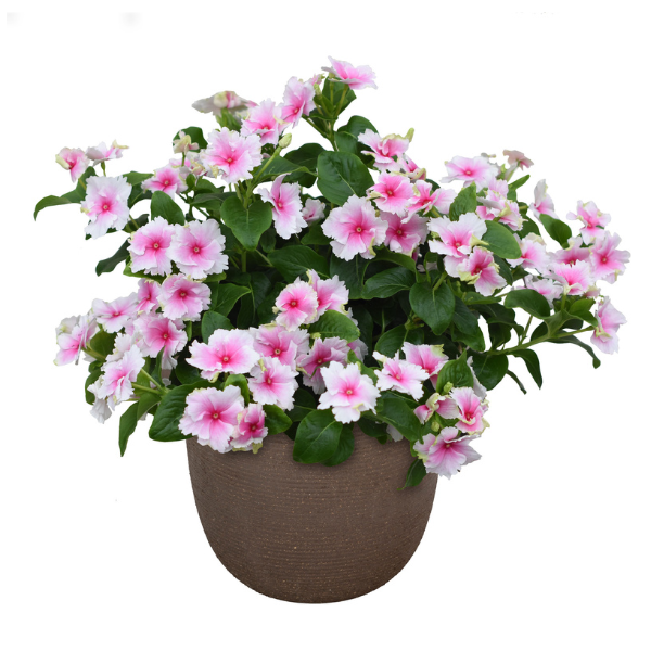 Vinca catharanthus hybrid 'Soiree Flamenco Senorita Pink'