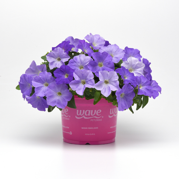 Petunia hybrida 'Easy Wave E3 Sky Blue'