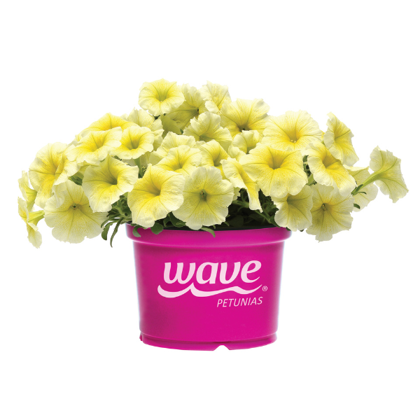 Petunia hybrida 'Easy Wave E3 Yellow'