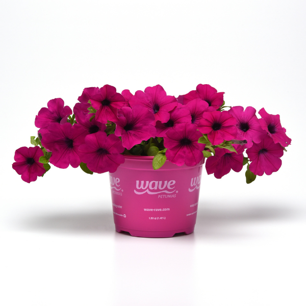 Petunia hybrida 'Wave Purple'