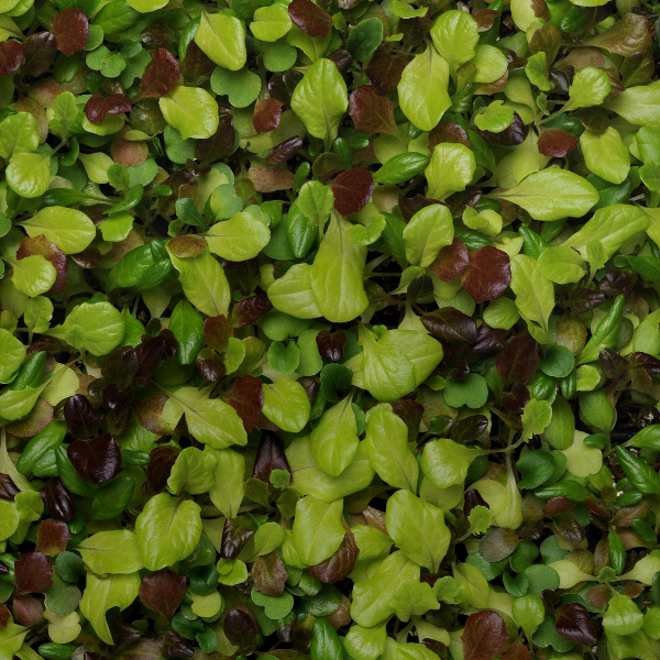 Vegetable 'Lettuce Alfresco Mix'