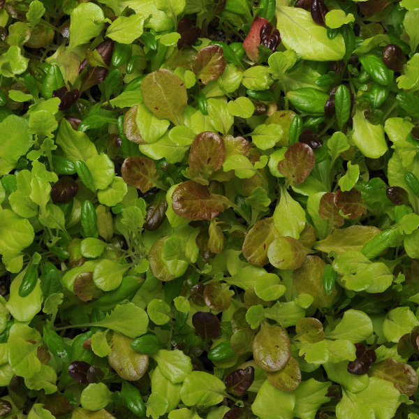 Vegetable 'Lettuce City Garden Mix'
