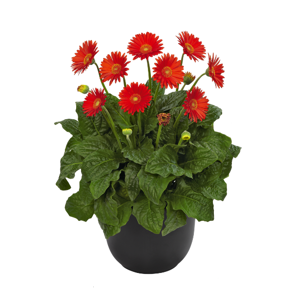 Gerbera jamesonii 'Garden Garvinea Sweet Glow'