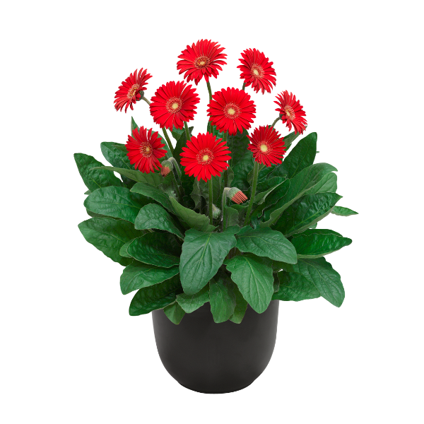 Gerbera jamesonii 'Garden Garvinea Sweet Love'