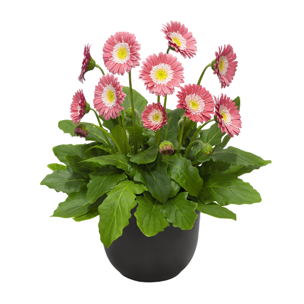 Gerbera jamesonii 'Garden Garvinea Sweet Memories'