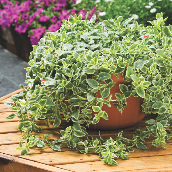 Aptenia cordifolia 'Mezoo Variegated'