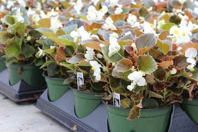 Begonia semperflorens cultorum 'Harmony Plus White'