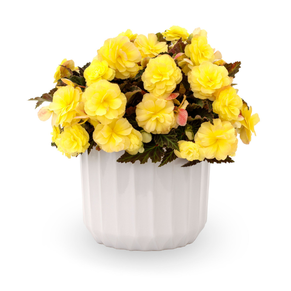 Begonia hybrid 'iCandy Lemon Yellow'