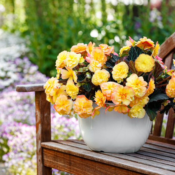 Begonia hybrid 'iCandy Sunset'