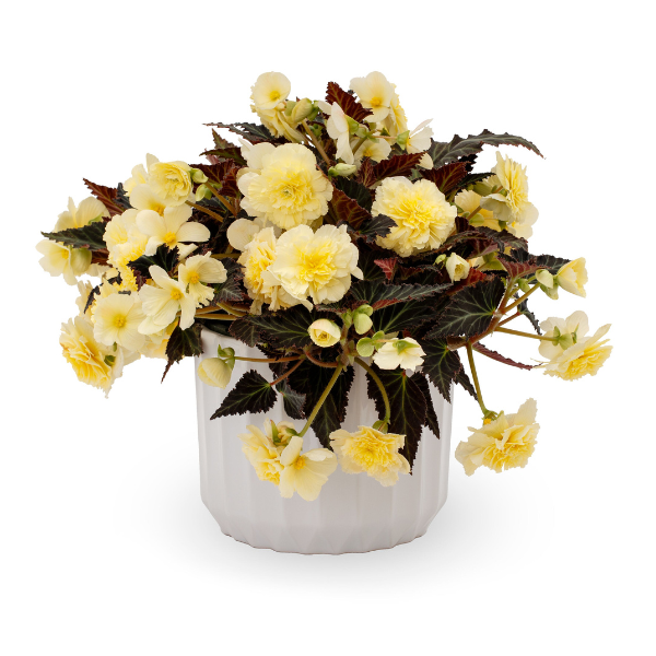 Begonia hybrid 'iCandy Vanilla Cream'
