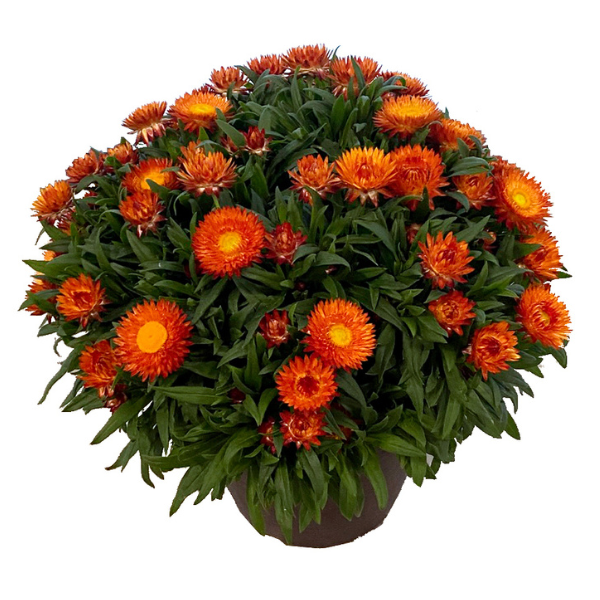 Bracteantha bracteata 'Sunbrero Orange'