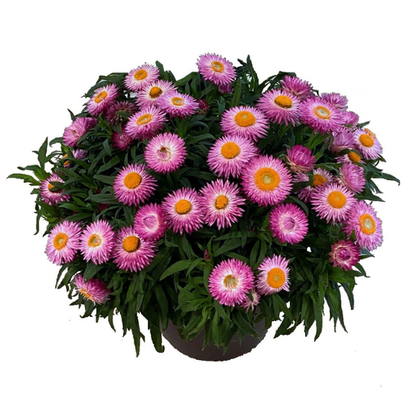 Bracteantha bracteata 'Sunbrero Pink'