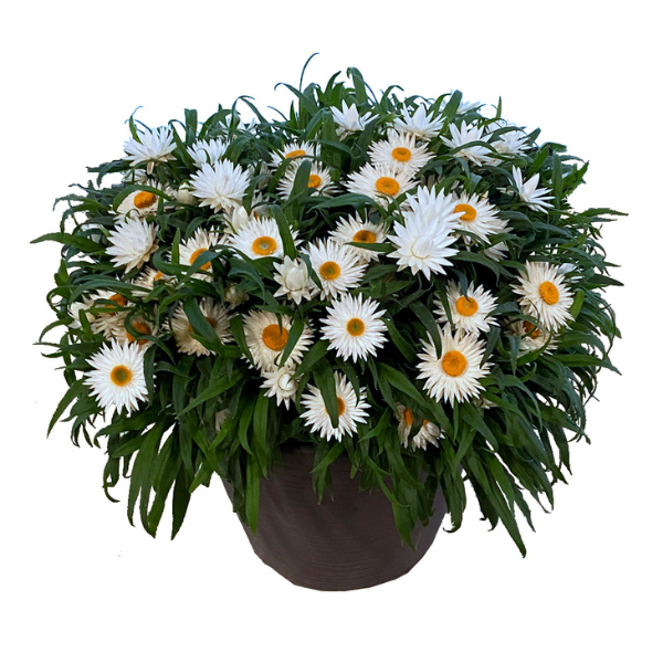 Bracteantha bracteata 'Sunbrero White'
