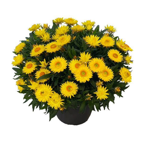 Bracteantha bracteata 'Sunbrero Yellow'